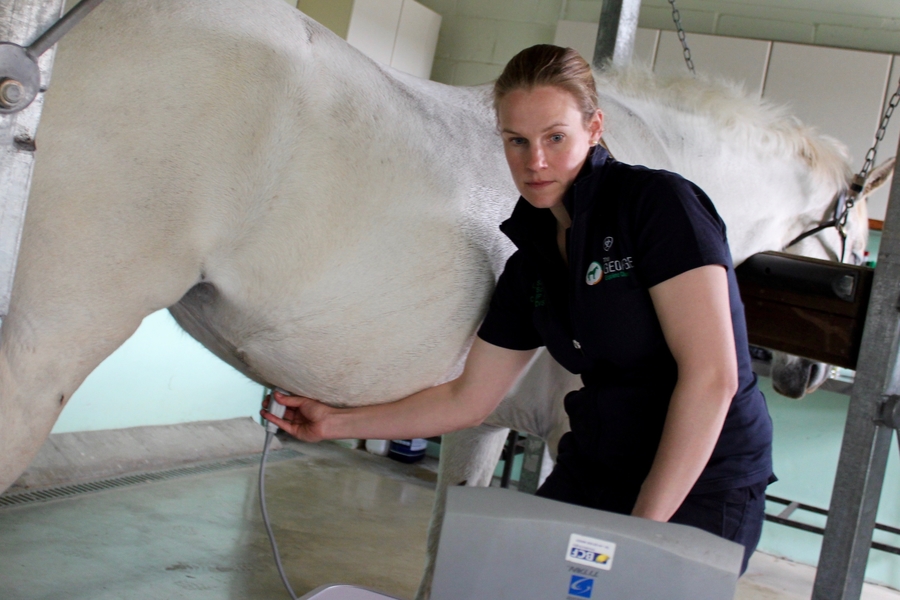 equine ultrasonography